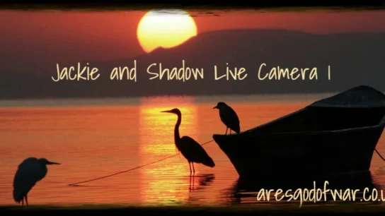 Jackie and Shadow Live Camera 1