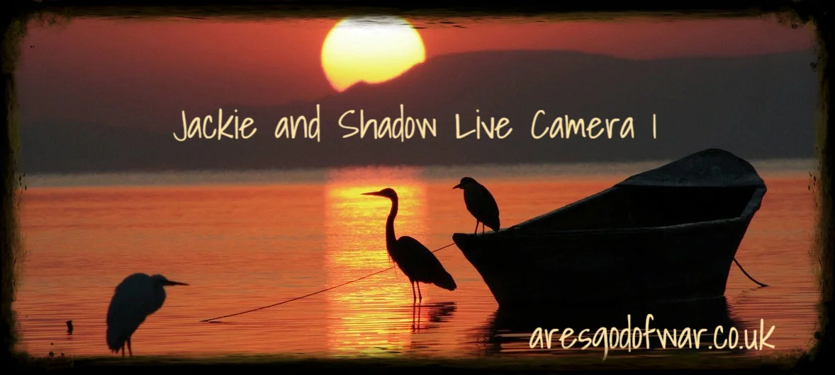 Jackie and Shadow Live Camera 1